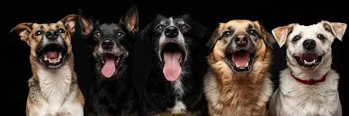 AnimaAI project screenshot